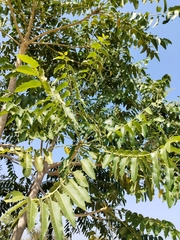 Ailanthus excelsa