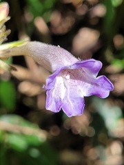 Strobilanthes pentastemonoides