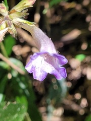 Strobilanthes pentastemonoides