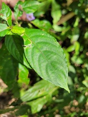 Strobilanthes pentastemonoides
