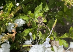 Argiope australis