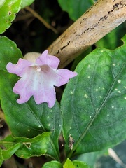Strobilanthes pentastemonoides