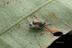 Stenopsocus