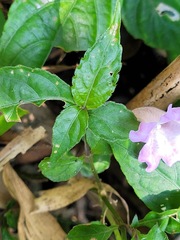 Strobilanthes pentastemonoides