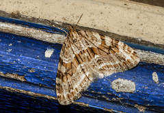 Trichopteryx polycommata