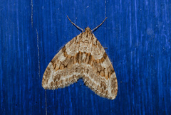 Trichopteryx polycommata