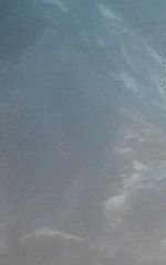 Sus scrofa leucomystax