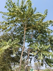 Ailanthus excelsa