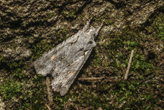 Lithophane ornitopus