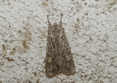 Lithophane ornitopus