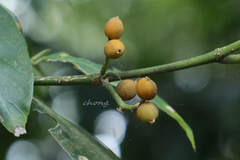 Glycosmis parviflora