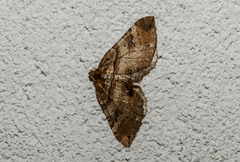 Earophila badiata