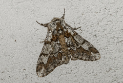 Biston strataria