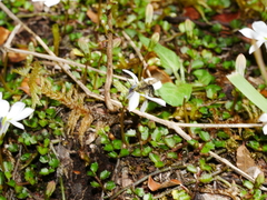Leioproctus