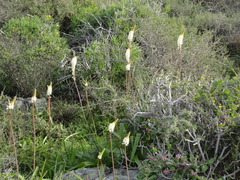 Bulbinella cauda-felis