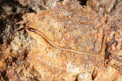 Geophilidae