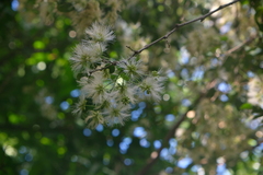 Pithecellobium unguis-cati