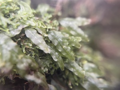 Pallavicinia subciliata