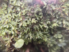 Pallavicinia subciliata