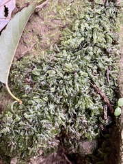 Pallavicinia subciliata