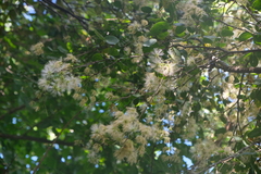 Pithecellobium unguis-cati