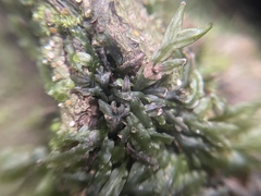 Pallavicinia subciliata