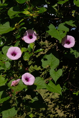 Ipomoea setifera