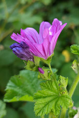 Malva sylvestris