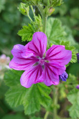 Malva sylvestris