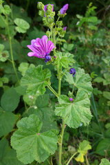 Malva sylvestris