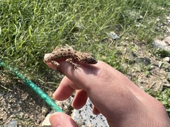 Cyrtopodion scabrum