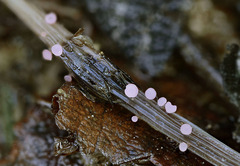 Roseodiscus rhodoleucus