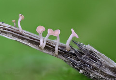 Roseodiscus rhodoleucus