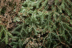 Selaginellaceae