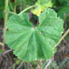 Malva sylvestris