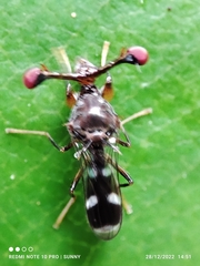 Megalabops quadriguttata