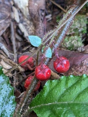 Ardisia pusilla