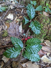 Ardisia pusilla