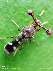 Megalabops quadriguttata