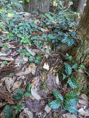 Ardisia pusilla