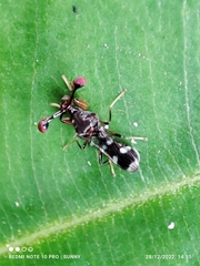 Megalabops quadriguttata