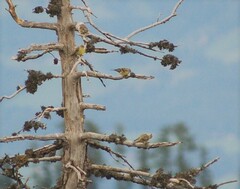 Carduelis citrinella