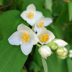 Philadelphus coronarius