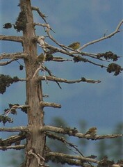 Carduelis citrinella