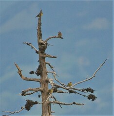 Carduelis citrinella