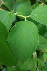 Philadelphus coronarius