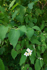 Philadelphus coronarius