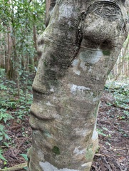 Daphniphyllum teijsmannii