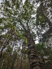 Daphniphyllum teijsmannii