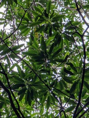 Daphniphyllum teijsmannii